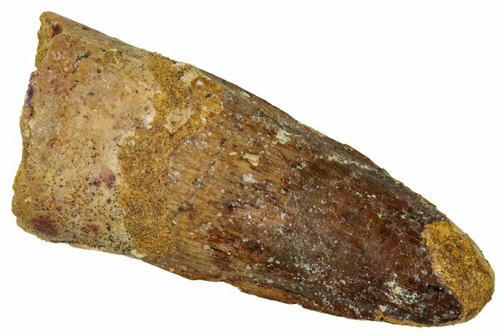 Fossil Spinosaurus Tooth - Real Dinosaur Tooth #329686
